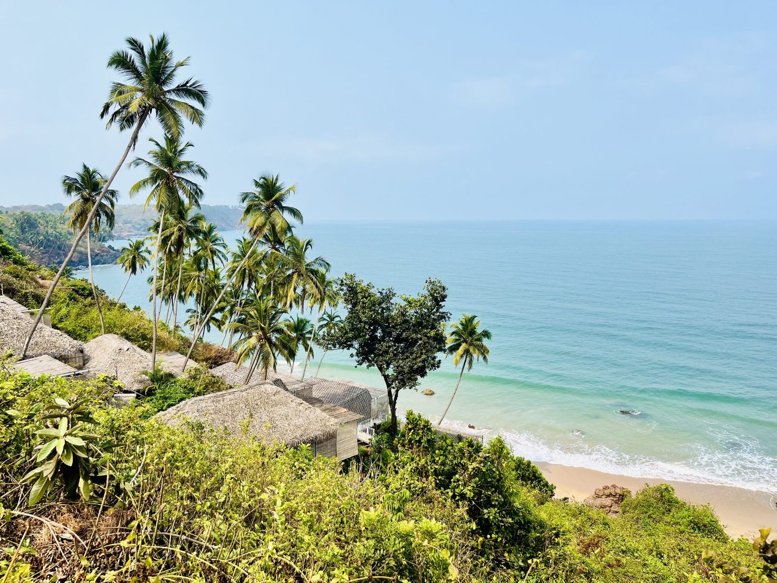 Palm trees above a beach in Goa